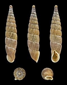 Graue Schliemundschnecke (Strigillaria cana)