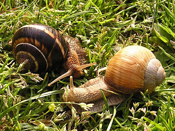 Schneckenknig mit rechtsgewundener Schnecke