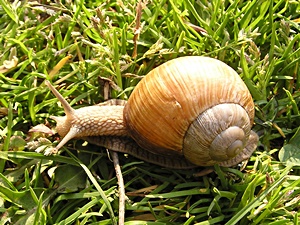 Links gewundene Weinbergschnecke