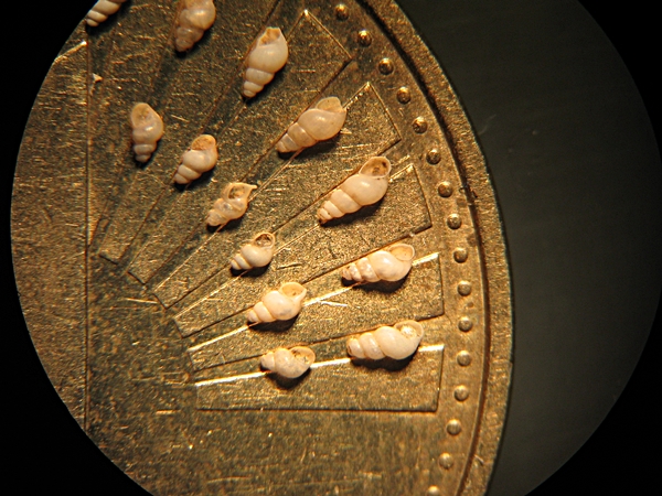 Schnecken (Gastropoda)