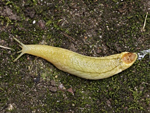 Testacella haliotidea