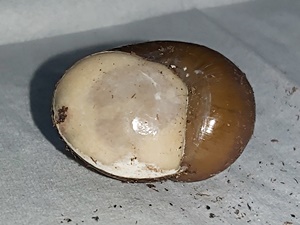 Grunzschnecke mit Deckel