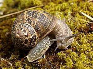 Schnecken (Gastropoda)