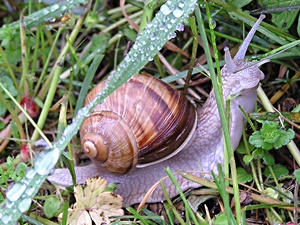 Weinbergschnecke (Helix pomatia)