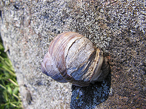 Weinbergschnecke mit reparierter Schale