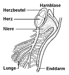 Herz und benachbarte Organe.