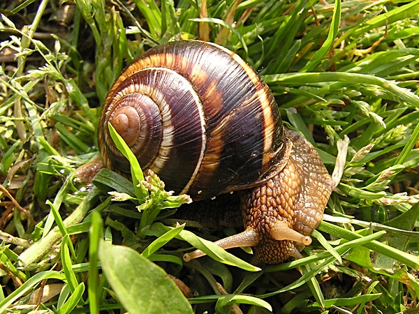 Gestreifte Weinbergschnecke (Helix lucorum)