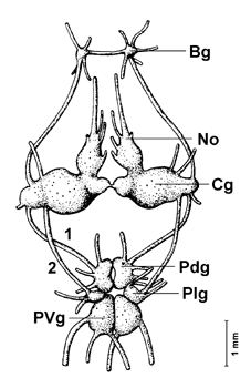 Schlundring der Weinbergschnecke.