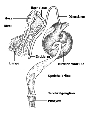 Verdauungsorgane der Weinbergschnecke