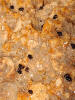 Belgrandiella mimula