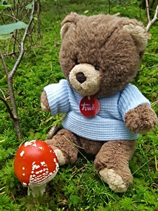 Brauni findet einen Pilz