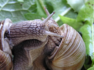 Weinbergschneckenpaarung