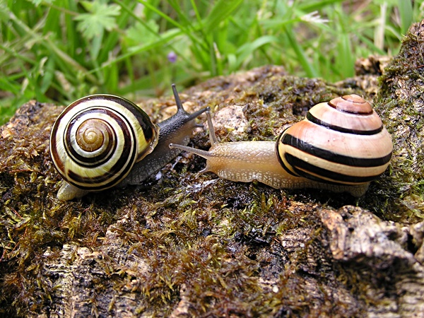 Hainbnderschnecken