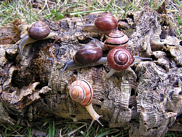 Hainbnderschnecken