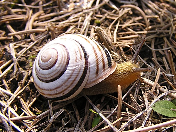 Gerippte Bnderschnecke