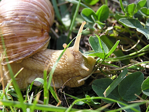 Weinbergschnecke