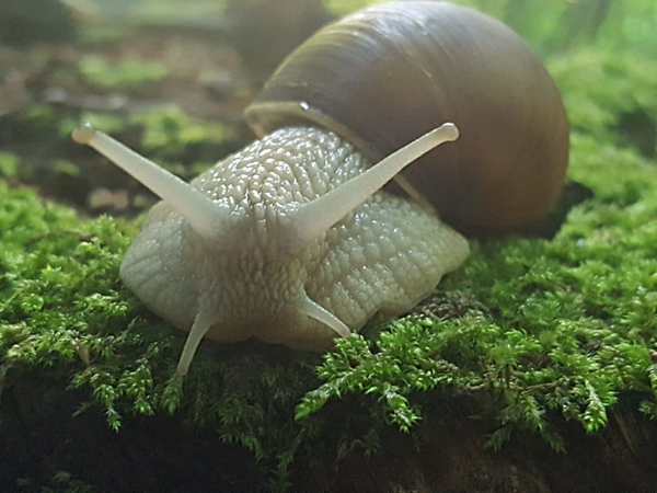Weinbergschnecke